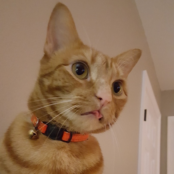 Meet Your Posher, Paige! - Picture 7 of 8